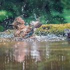 Eichelhäher im Wasser