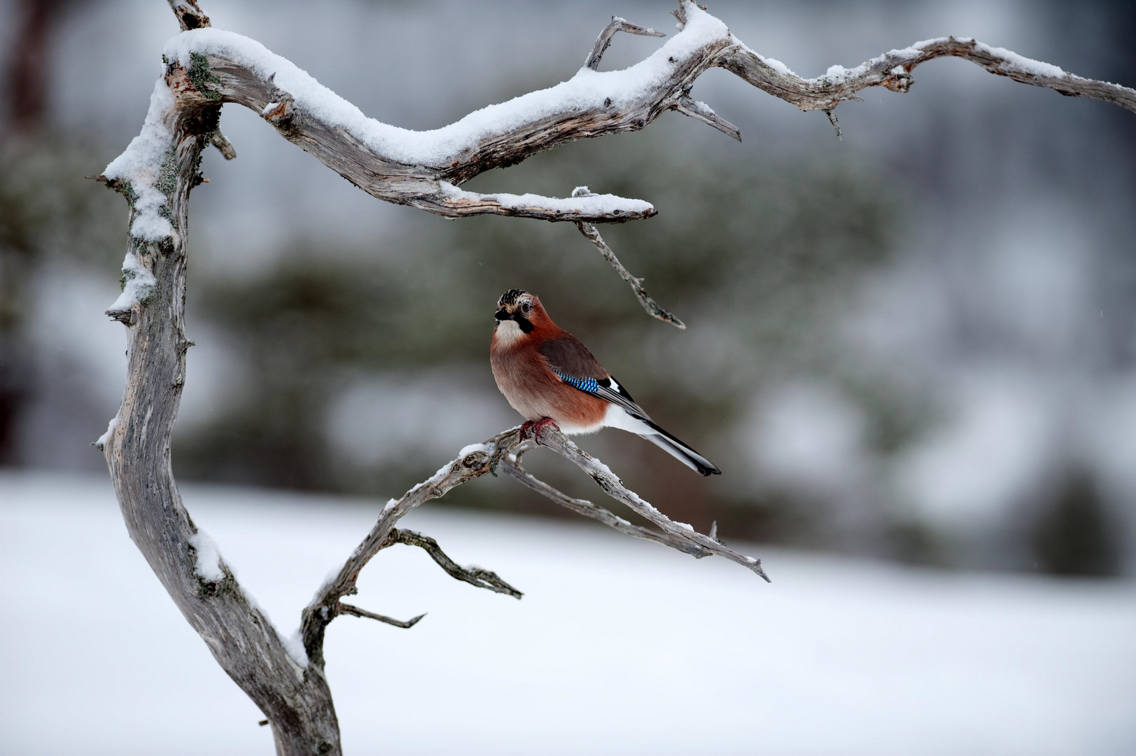 Eichelhäher im Winter