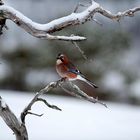 Eichelhäher im Winter