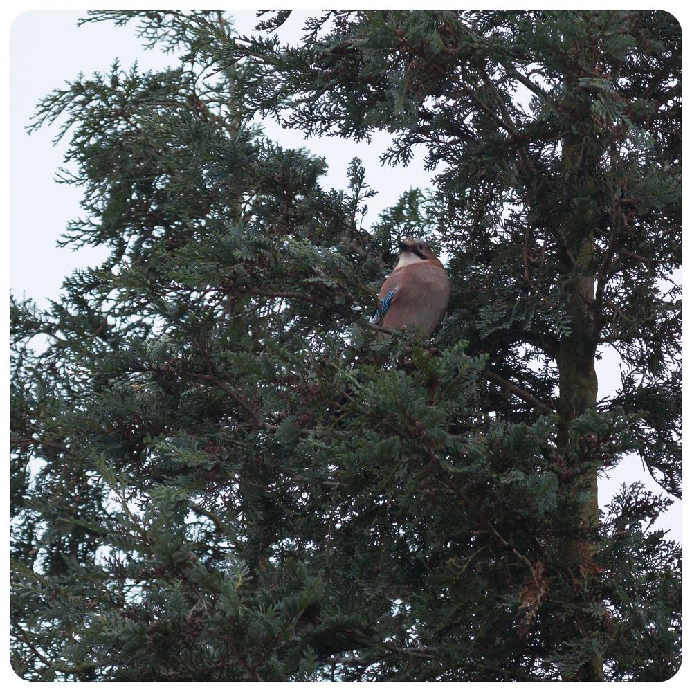 Eichelhäher in der Thuja