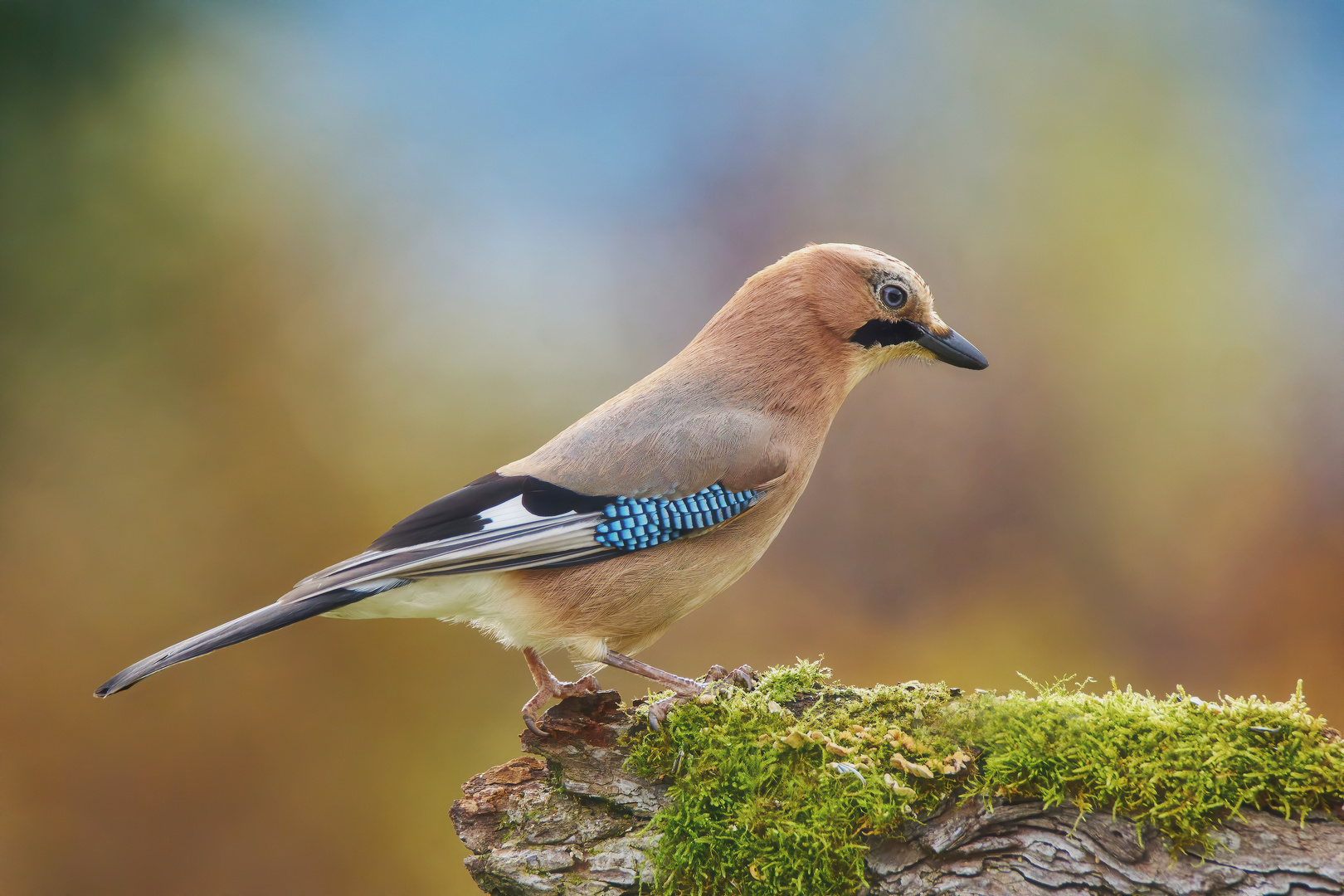 Eichelhäher in herbsfarben