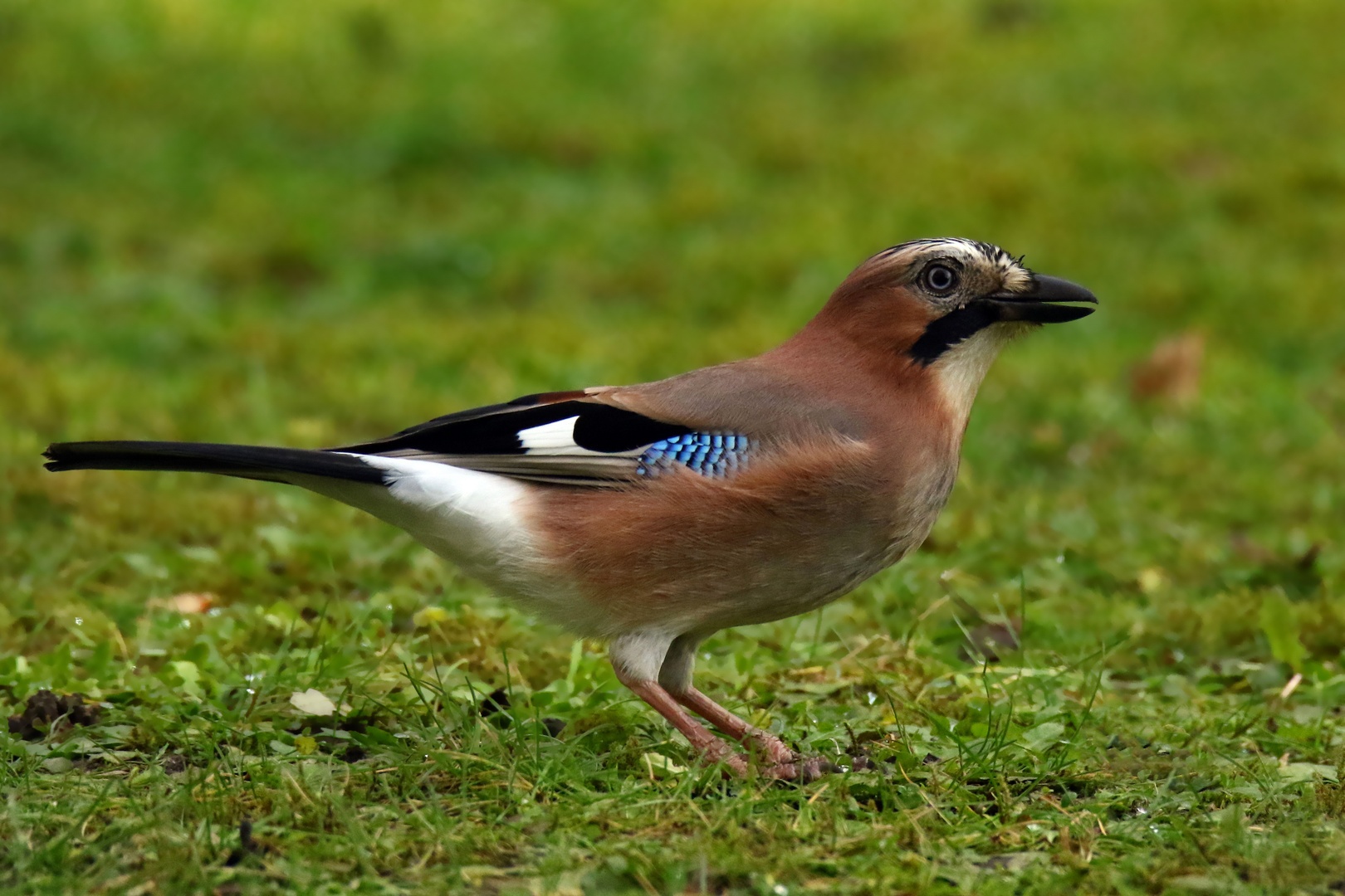 Eichelhäher in Lüneburg... Foto & Bild natur, vogel, tiere Bilder auf Eichelhäher in Lüneburg... Foto & Bild natur, vogel, tiere Bilder auf