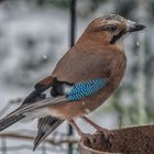 Eichelhäher in seiner ganzen Pracht