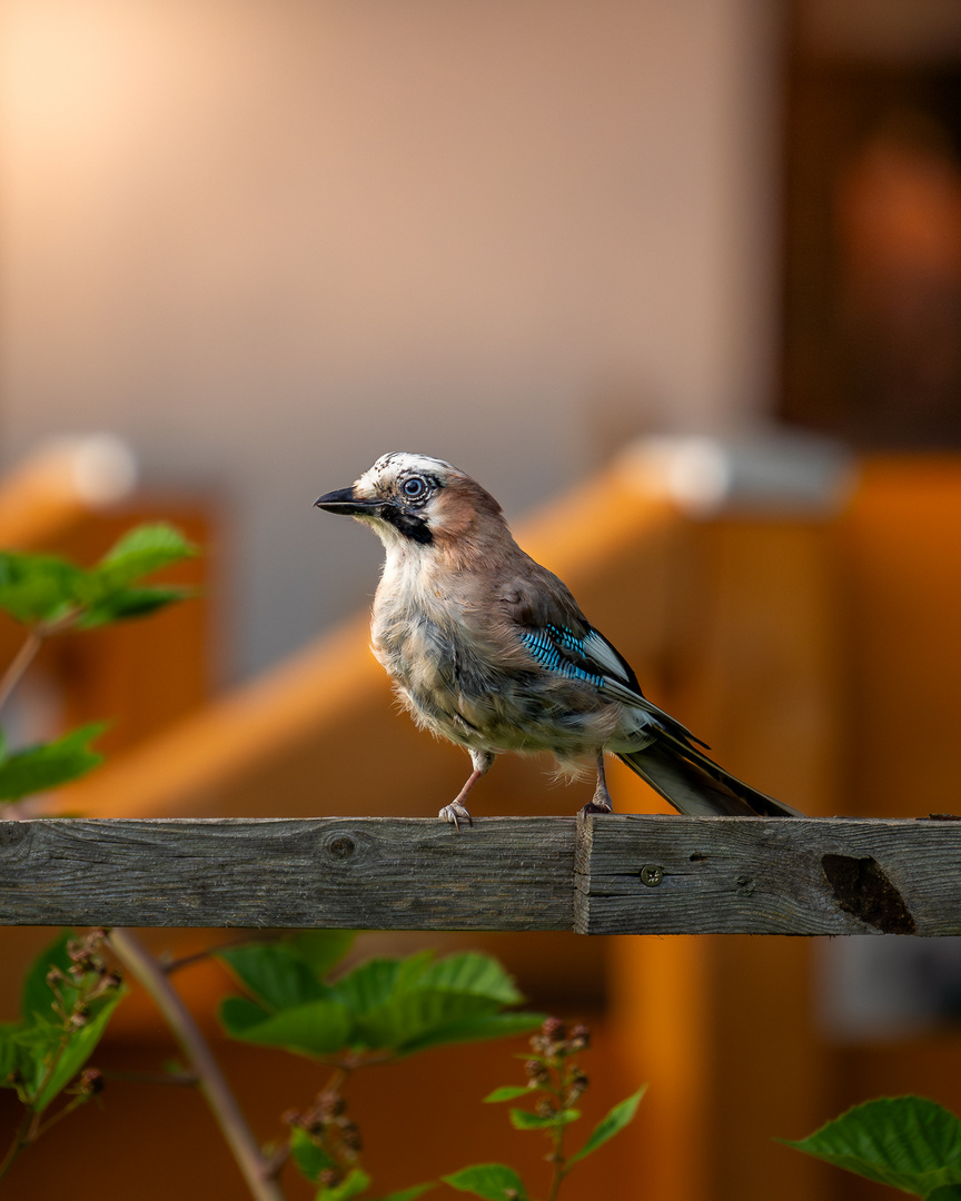 Eichelhäher in unserem Garten