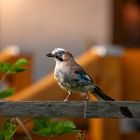 Eichelhäher in unserem Garten