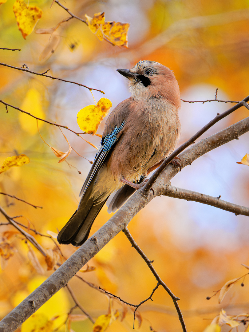 Eichelhäher inmitten von Herbstfarben