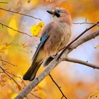 Eichelhäher inmitten von Herbstfarben