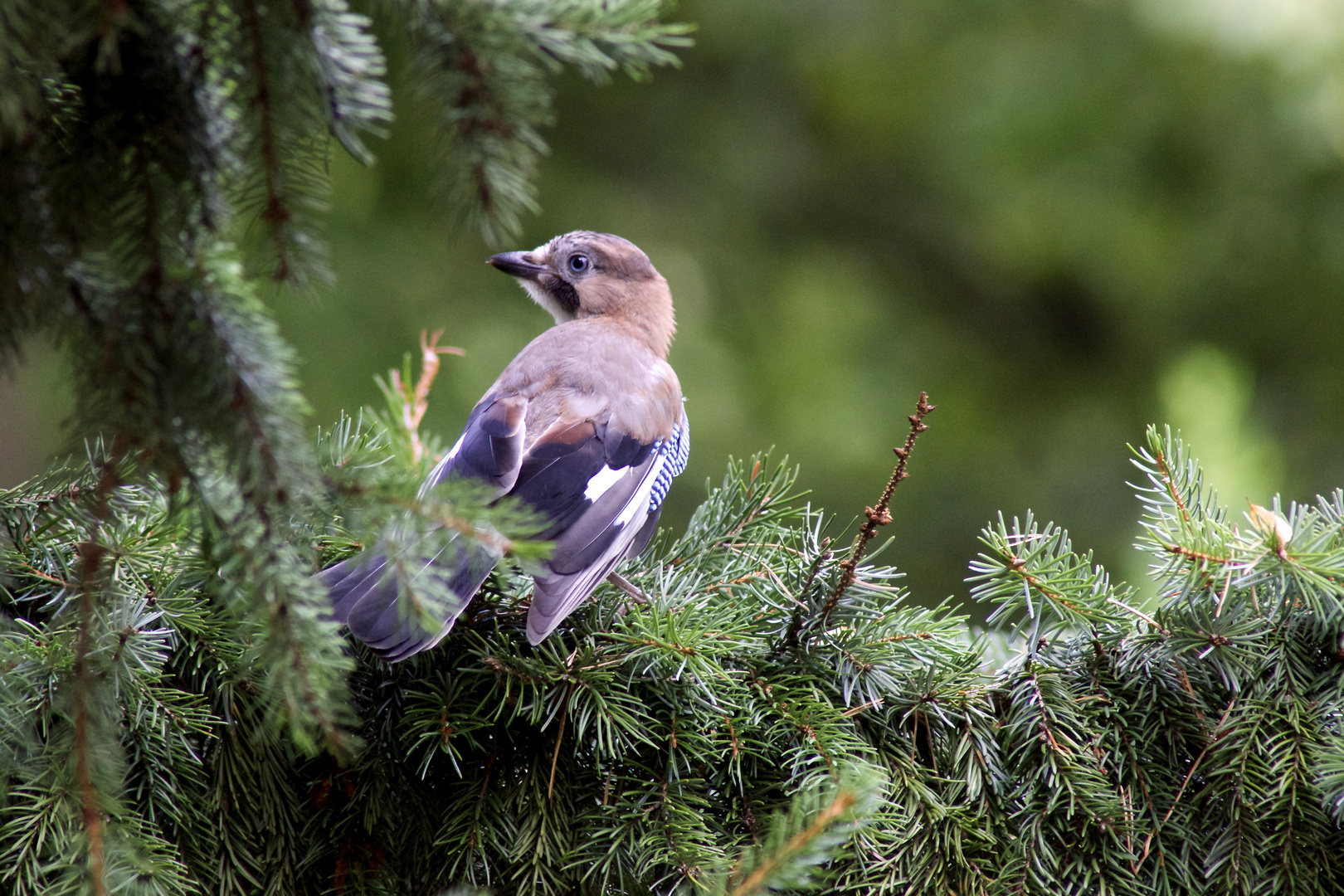 Eichelhäher Jungvogel