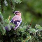 Eichelhäher Jungvogel