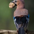 Eichelhäher klaut Futterbällchen!