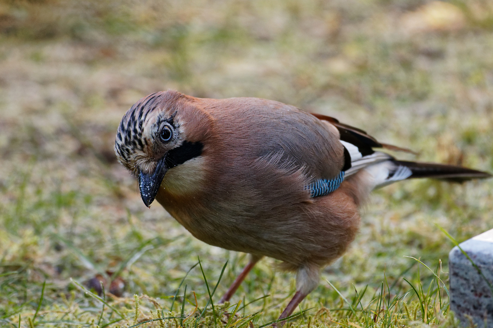 Eichelhäher  _morgendliche Futtersuche