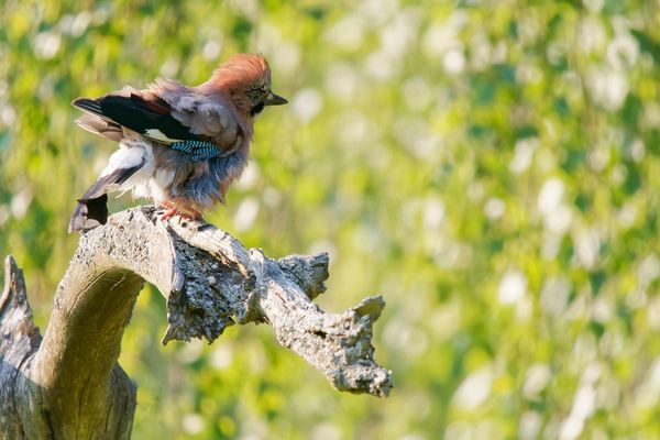 Eichelhäher nach einem Bad