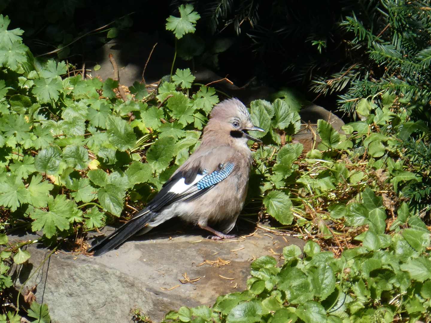 Eichelhäher - Nachwuchs in unserem Garten