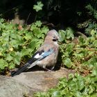 Eichelhäher - Nachwuchs in unserem Garten