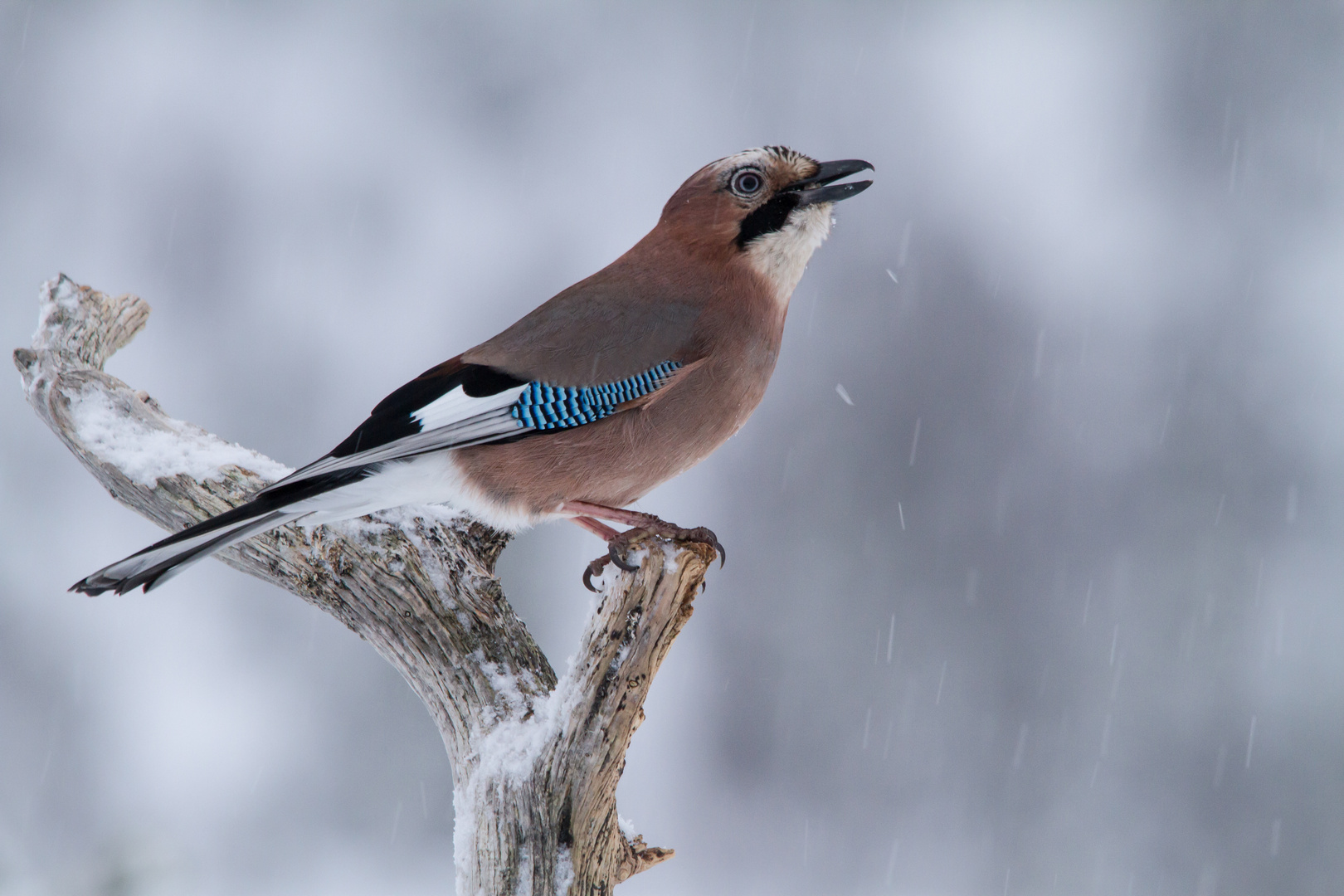 Eichelhäher: Noch ein Winterbild