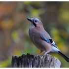 --- Eichelhäher Nr. 1 ---  (Garrulus glandarius)