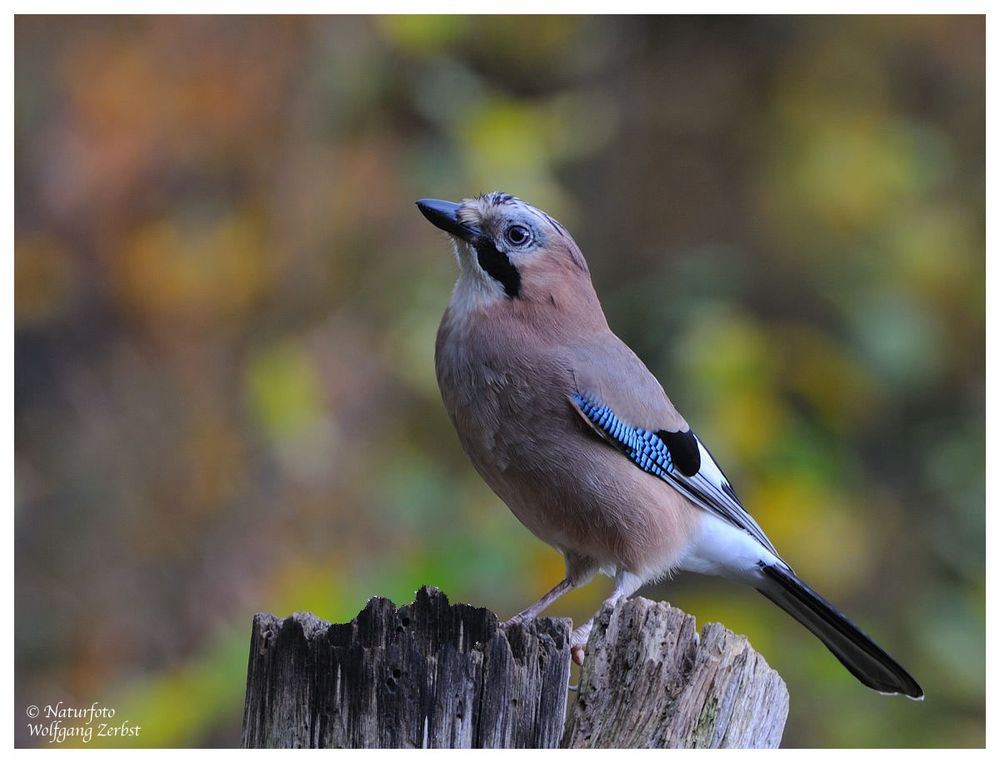 --- Eichelhäher Nr. 1 ---  (Garrulus glandarius)