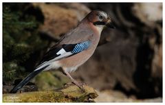 --- Eichelhäher Nr. 1 --- ( Garrulus glandarius )