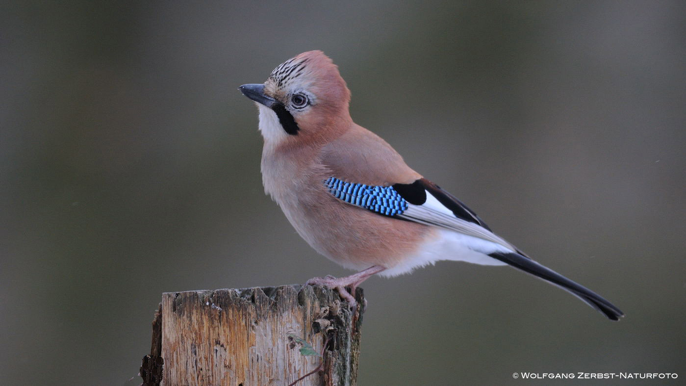 --- Eichelhäher Nr. 2 --- ( Garrulus glandarius )