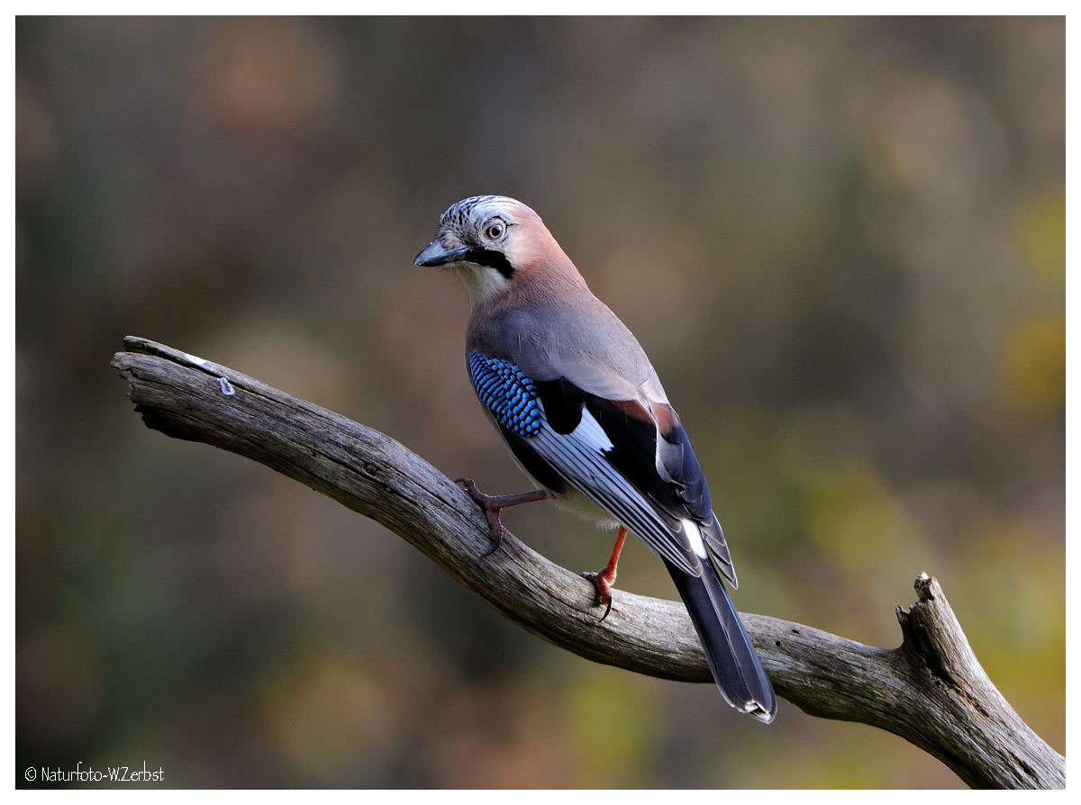 - Eichelhäher Nr. 2 - ( Garrulus glandarius )