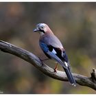 - Eichelhäher Nr. 2 - ( Garrulus glandarius )