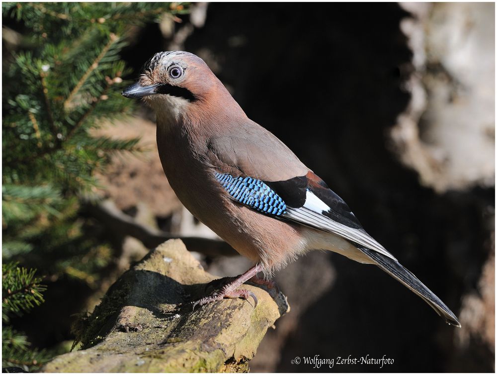 --- Eichelhäher Nr. 2 --- ( Garrulus glandarius )