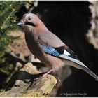 --- Eichelhäher Nr. 2 --- ( Garrulus glandarius )