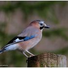 --- Eichelhäher Nr. 2 --- ( Garrulus glandarius )