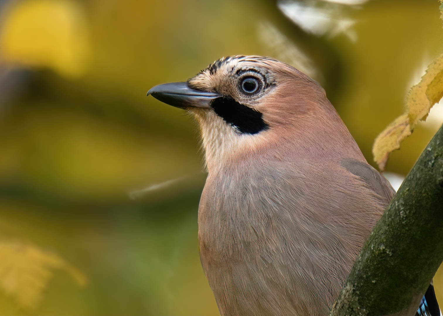 Eichelhäher Porträt im Herbst