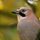 Eichelhäher Porträt im Herbst