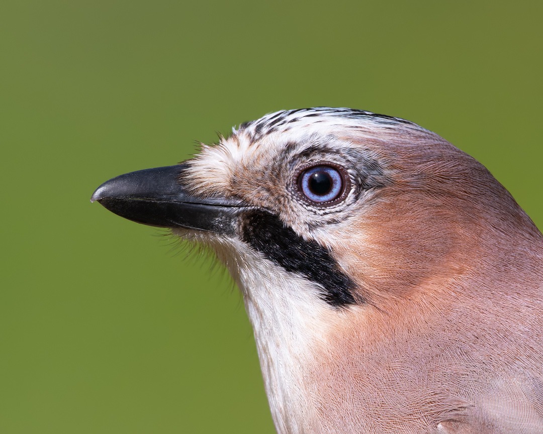 Eichelhäher Portrait (garullus glandarius) 