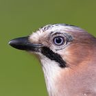 Eichelhäher Portrait (garullus glandarius) 