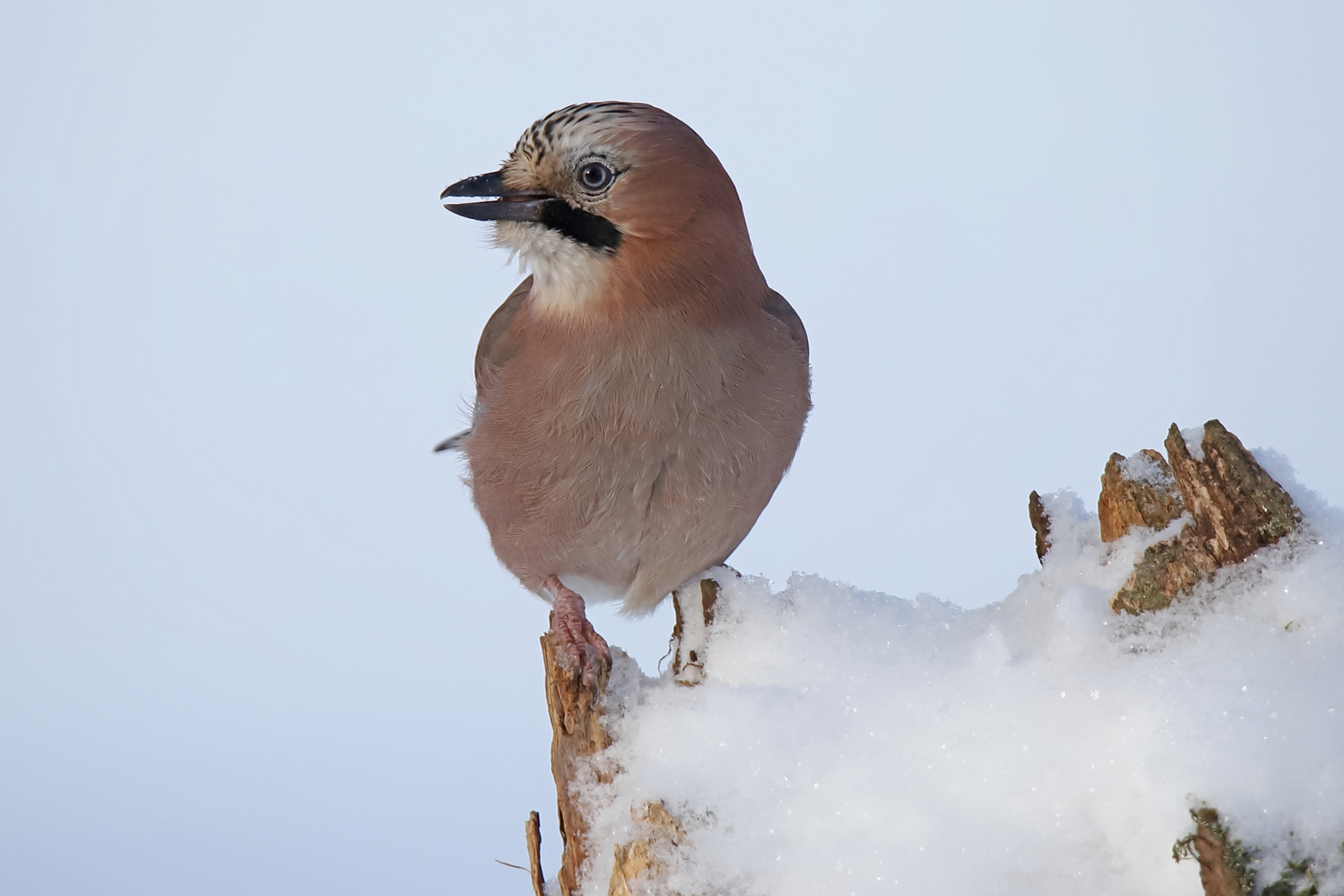 Eichelhäher Portrait im Schnee