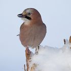 Eichelhäher Portrait im Schnee