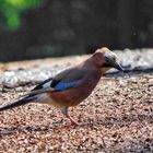 Eichelhäher untersucht den Waldboden