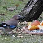 Eichelhäher versucht zu frühstücken