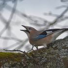 Eichelhäher - Wald- und Wiesenpolizei