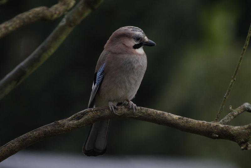 47+ Eichelhäher Im Garten, Der eichelhäher ist ein häufiger