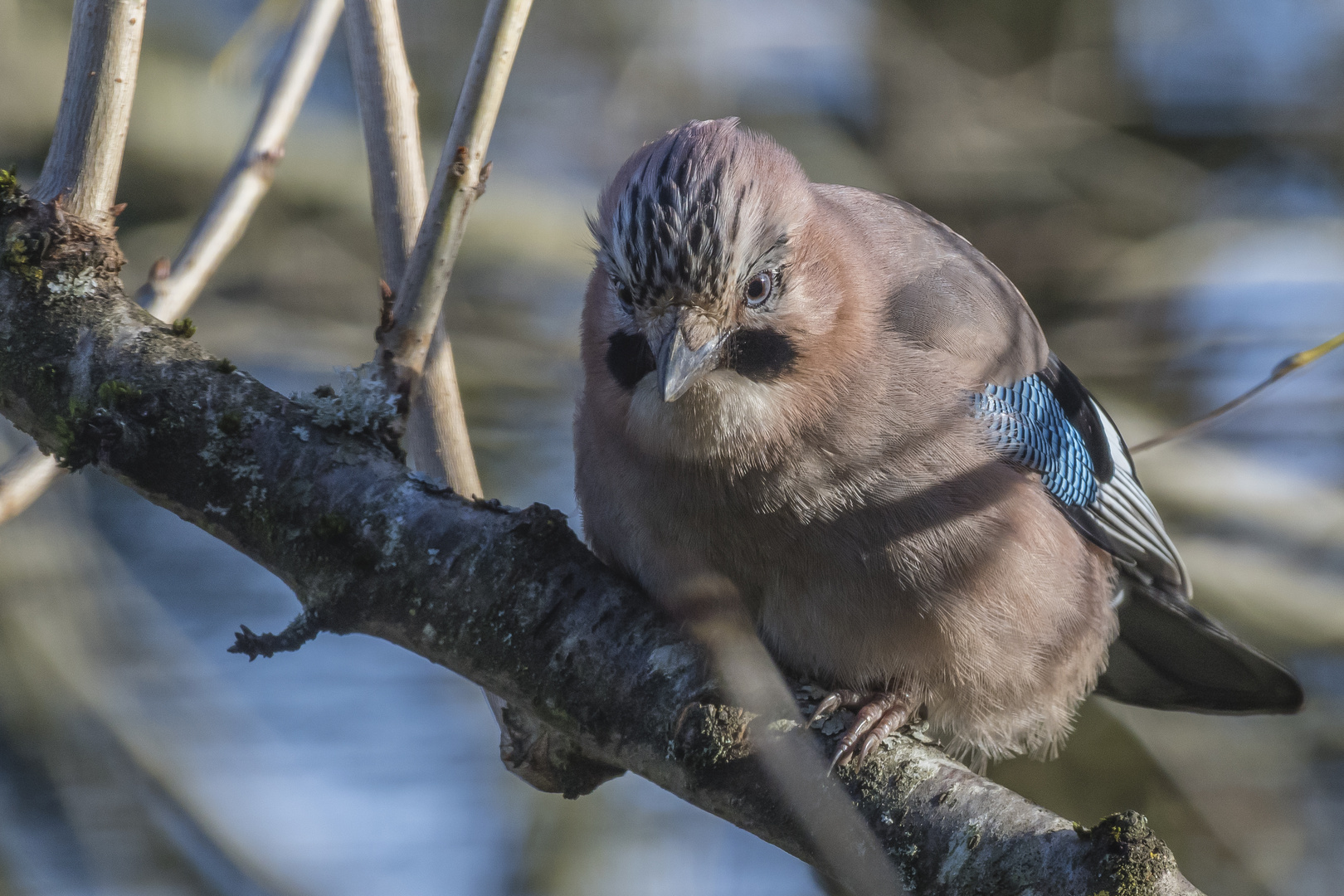 Eichelhäher_29.12.2019_b