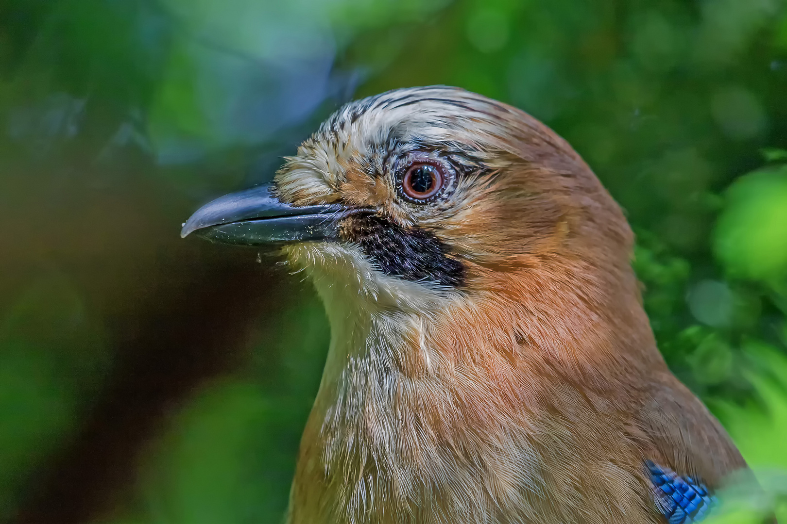 Eichelhäherportrait