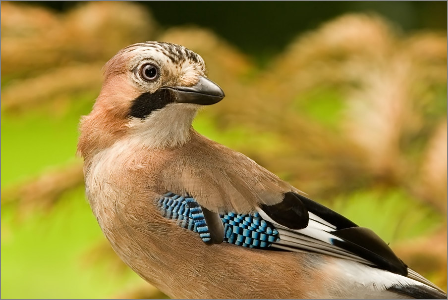 Eichelhäherportrait (Garrulus glandarius),