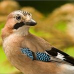 Eichelhäherportrait (Garrulus glandarius),