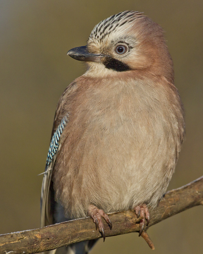 Eichelhäherportrait1