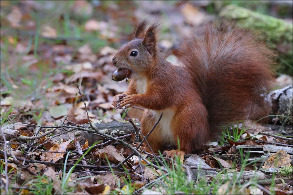 Eich(el)hörnchen