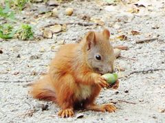 Eichelhörnchen