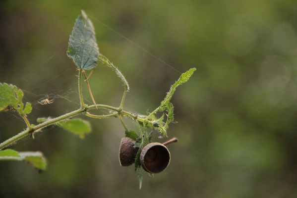 Eichelhütchen auf Abwegen