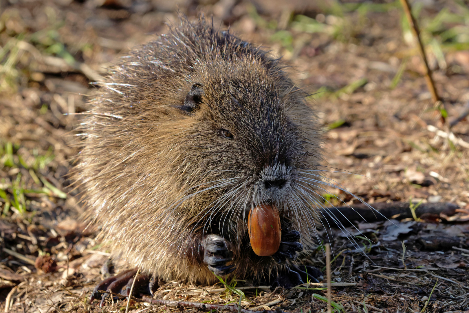 Eichelknacker - Ein Leckerbissen für die  Nutria (Myocastor coypus)