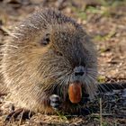 Eichelknacker - Ein Leckerbissen für die  Nutria (Myocastor coypus)