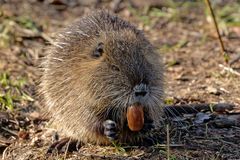 Eichelknacker - Ein Leckerbissen für die  Nutria (Myocastor coypus)