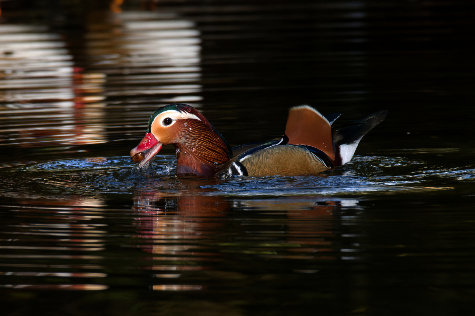 Eichelknacker - Mandarin-Ente, (Aix galericulata), Erpel